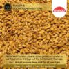 Pilsner Malt Intermalt 01
